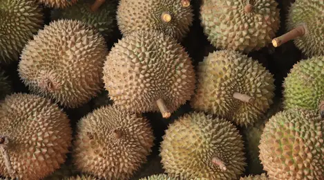 Detail Mimpi Buah Durian Nomer 48