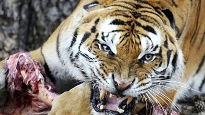 Detail Mimpi Didatangi Harimau Nomer 36