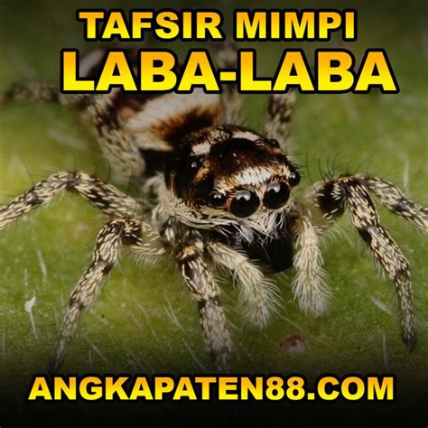 Detail Mimpi Laba Laba Nomer 47