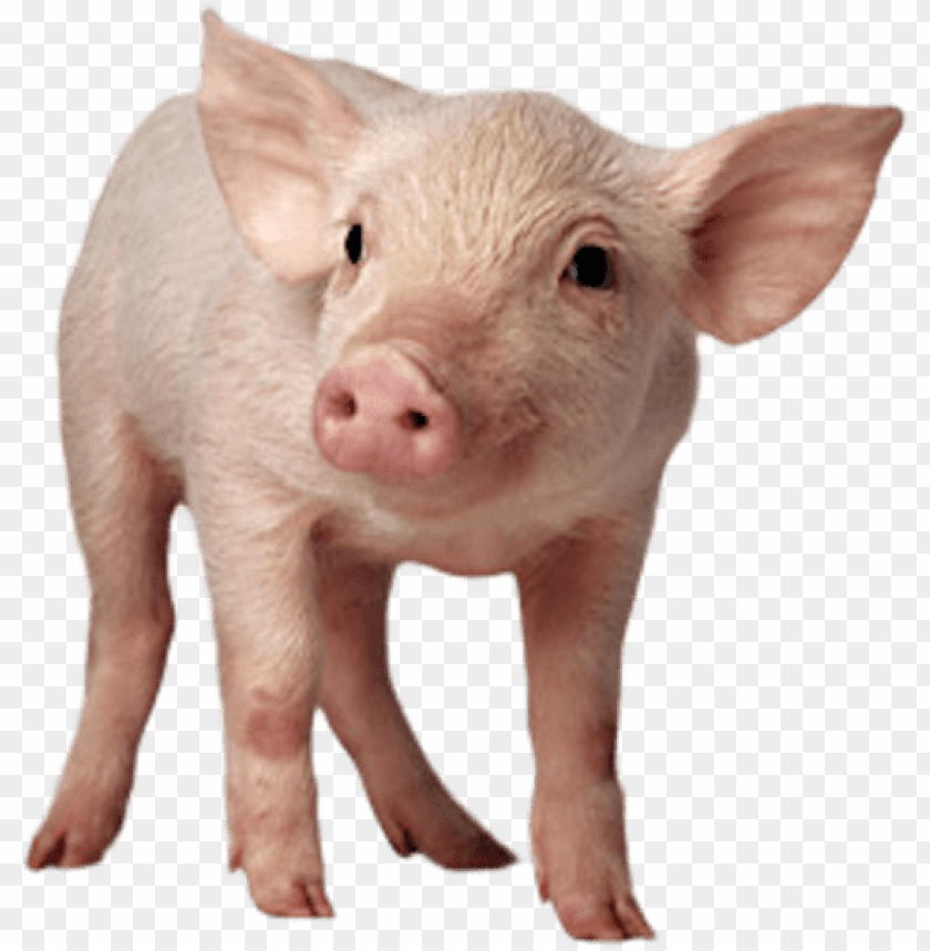 Detail Minecraft Pig Transparent Background Nomer 38