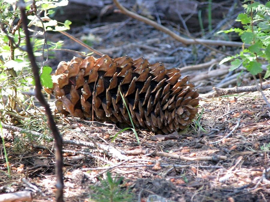 Detail Minecraft Pinecone Nomer 15