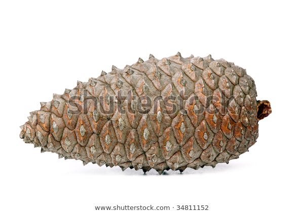 Detail Minecraft Pinecone Nomer 40
