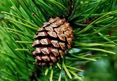 Detail Minecraft Pinecone Nomer 49
