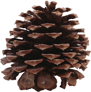 Detail Minecraft Pinecone Nomer 8