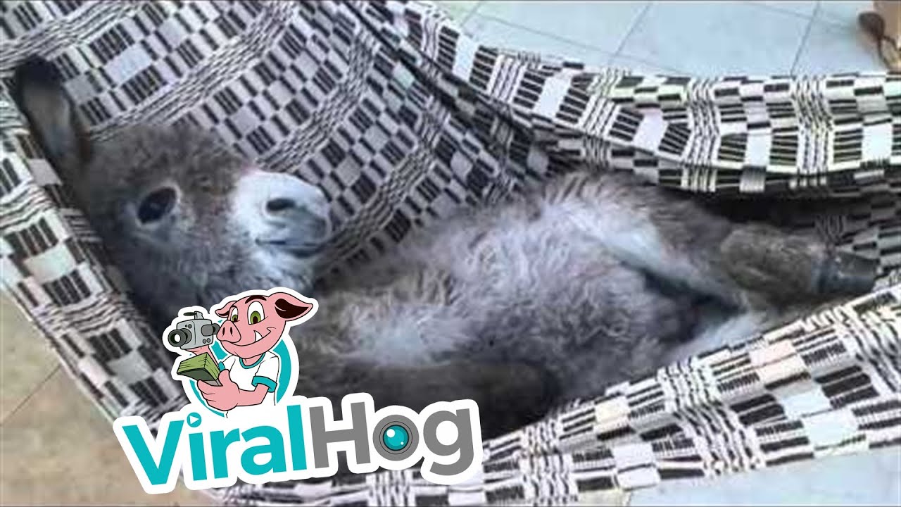 Mini Donkey In Hammock - KibrisPDR