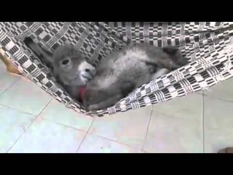 Detail Mini Donkey In Hammock Nomer 2