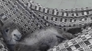 Detail Mini Donkey In Hammock Nomer 11
