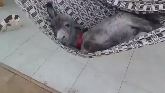 Detail Mini Donkey In Hammock Nomer 12