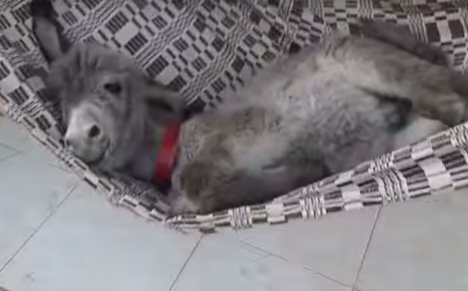 Detail Mini Donkey In Hammock Nomer 13