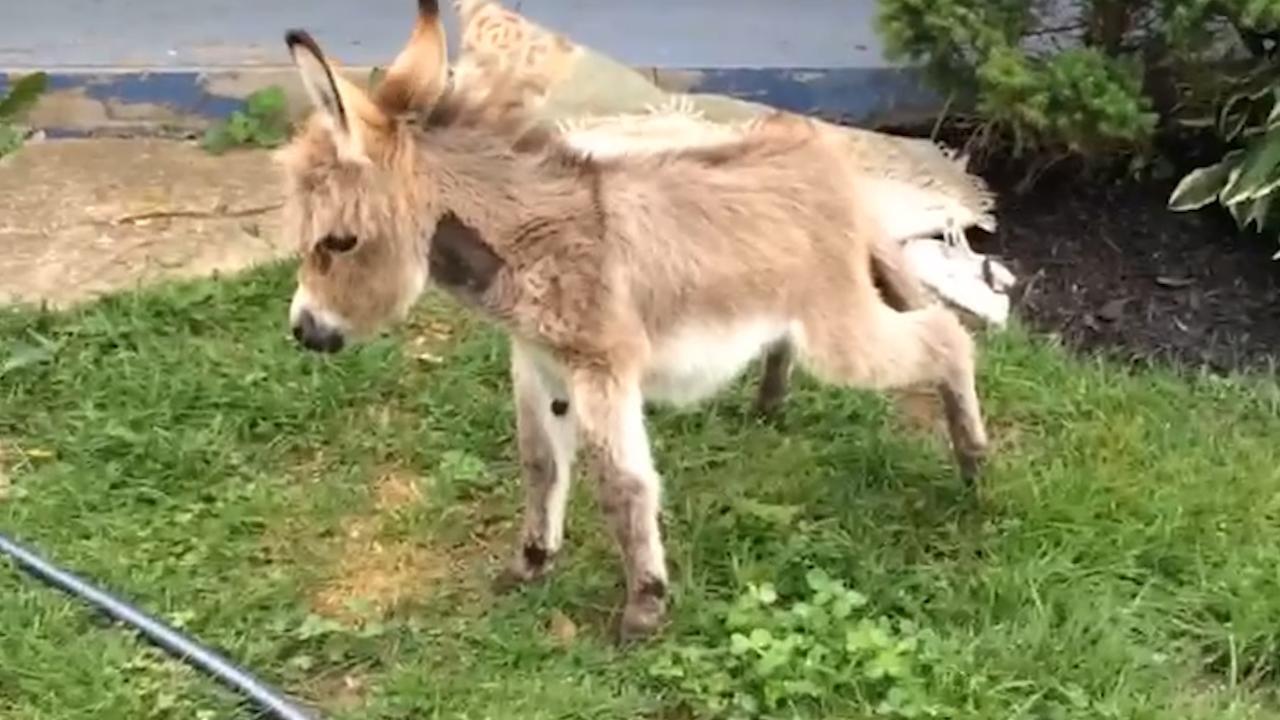 Detail Mini Donkey In Hammock Nomer 16