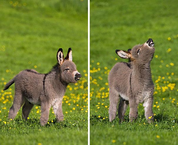 Detail Mini Donkey In Hammock Nomer 20