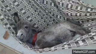 Detail Mini Donkey In Hammock Nomer 3