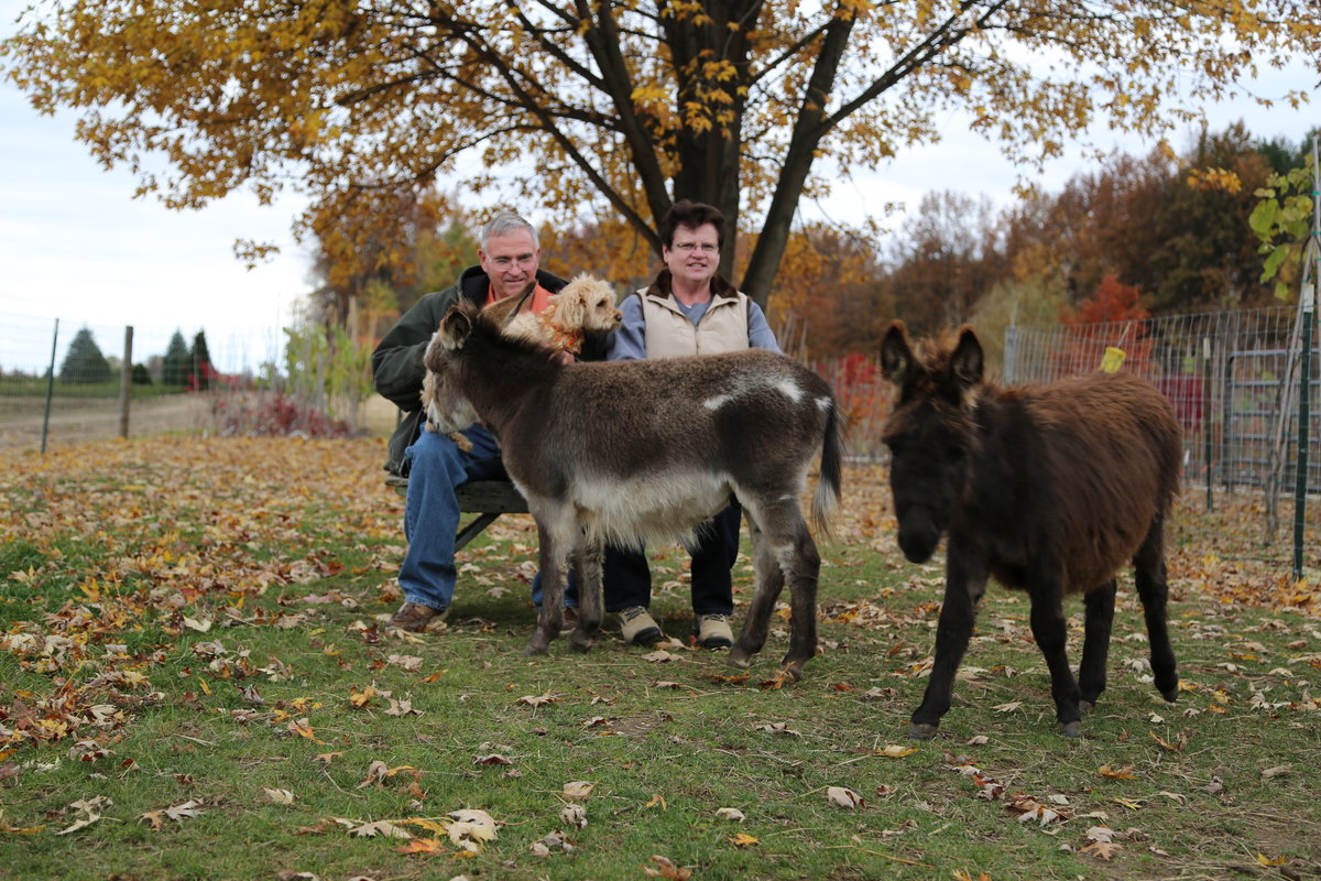 Detail Mini Donkey In Hammock Nomer 22