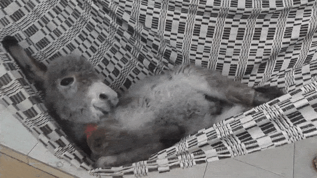 Detail Mini Donkey In Hammock Nomer 26