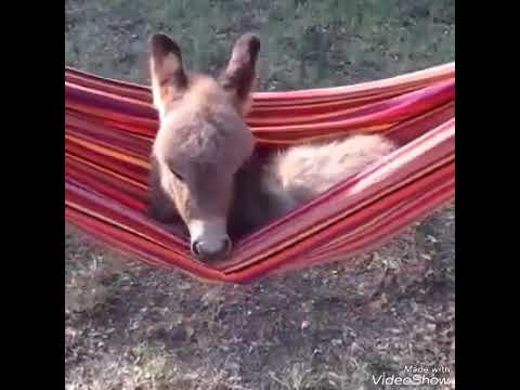 Detail Mini Donkey In Hammock Nomer 4