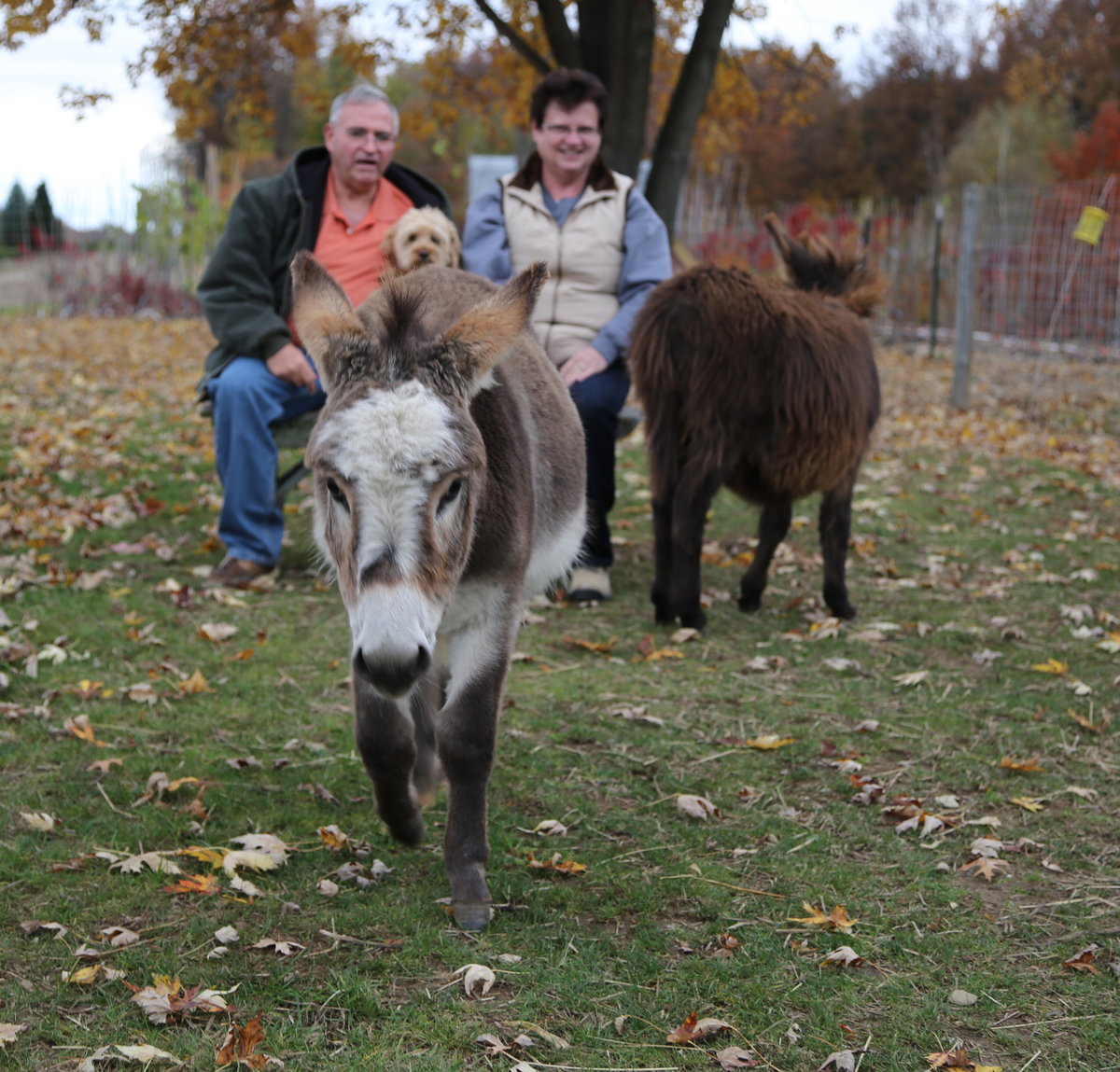 Detail Mini Donkey In Hammock Nomer 33