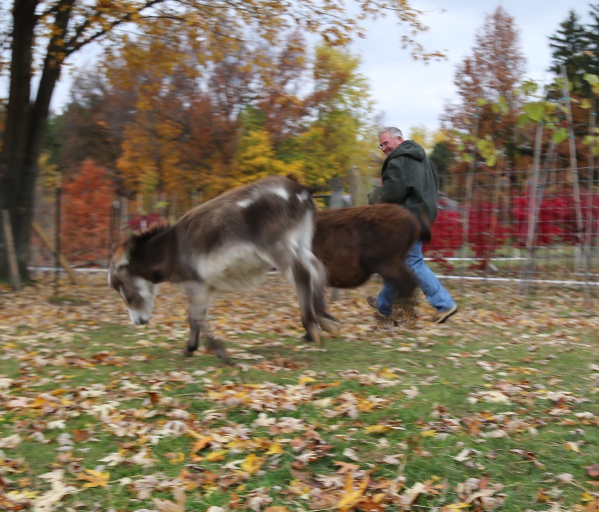 Detail Mini Donkey In Hammock Nomer 36