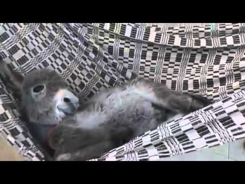 Detail Mini Donkey In Hammock Nomer 5