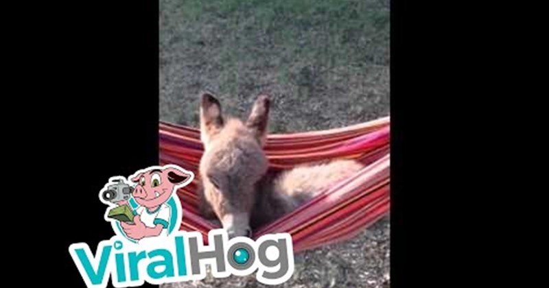 Detail Mini Donkey In Hammock Nomer 40