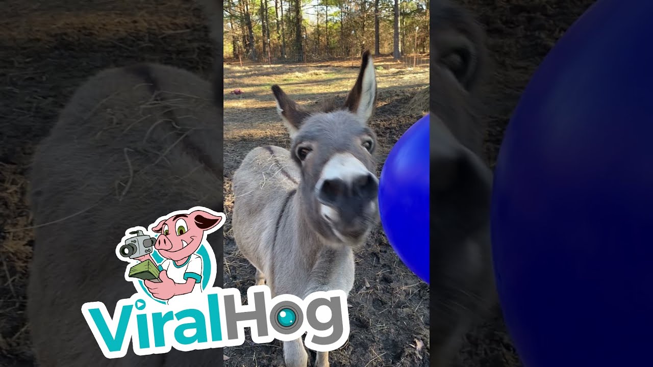 Detail Mini Donkey In Hammock Nomer 41