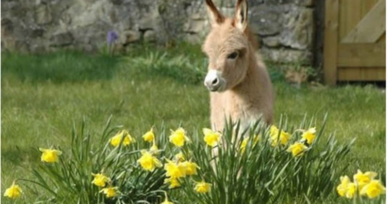 Detail Mini Donkey In Hammock Nomer 42