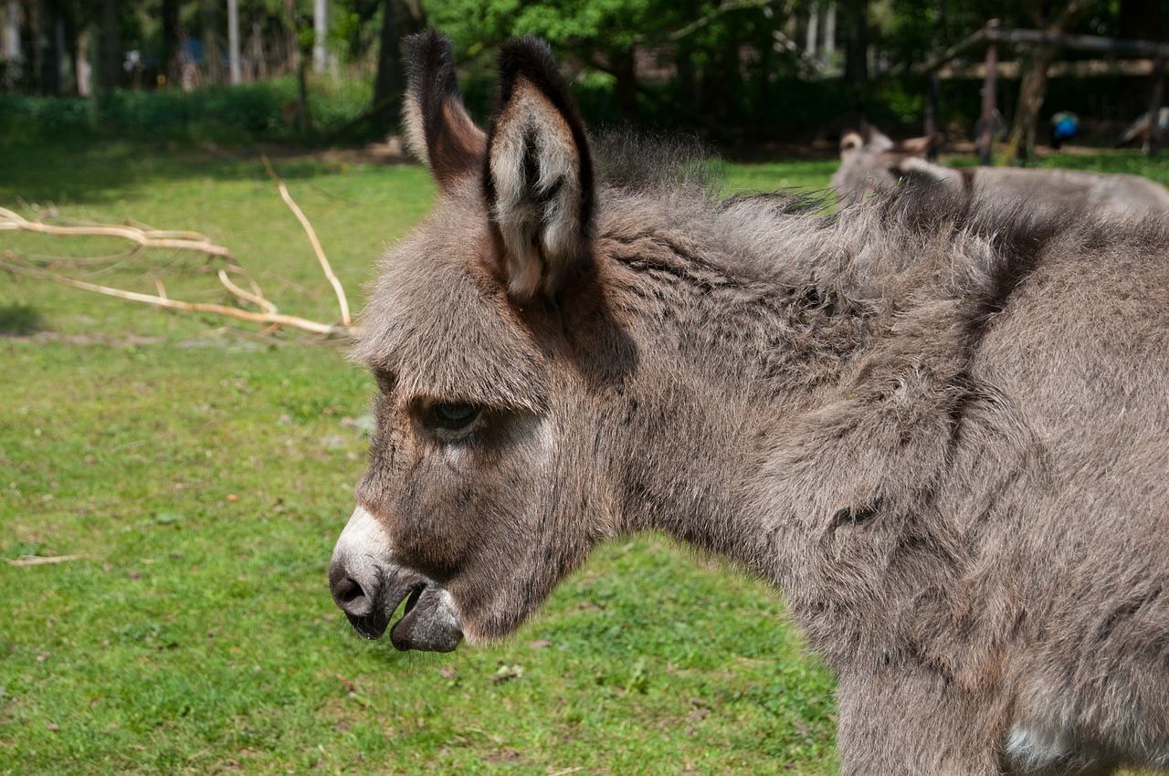 Detail Mini Donkey In Hammock Nomer 43