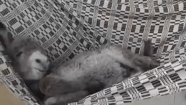 Detail Mini Donkey In Hammock Nomer 44