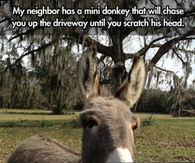 Detail Mini Donkey In Hammock Nomer 45