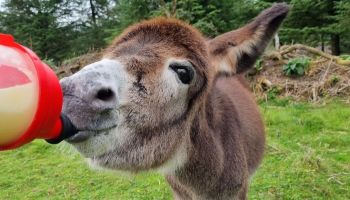 Detail Mini Donkey In Hammock Nomer 46