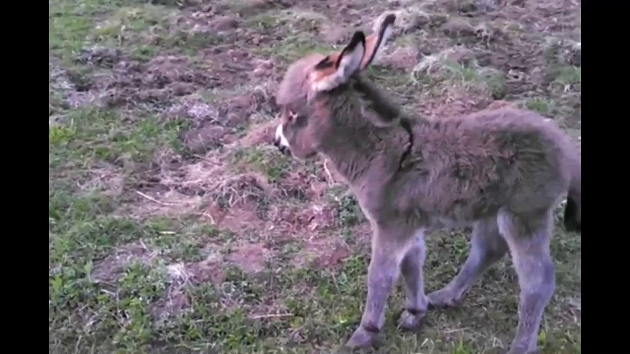 Detail Mini Donkey In Hammock Nomer 47