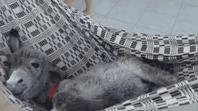 Detail Mini Donkey In Hammock Nomer 48