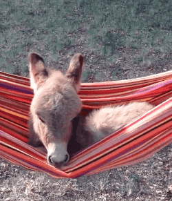 Detail Mini Donkey In Hammock Nomer 6