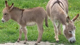 Detail Mini Donkey In Hammock Nomer 51