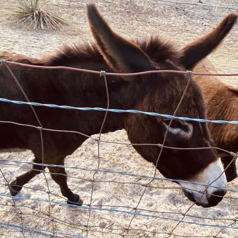 Detail Mini Donkey In Hammock Nomer 53