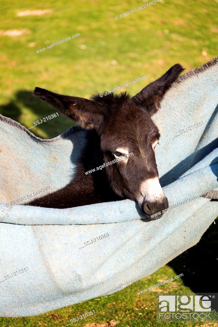 Detail Mini Donkey In Hammock Nomer 58