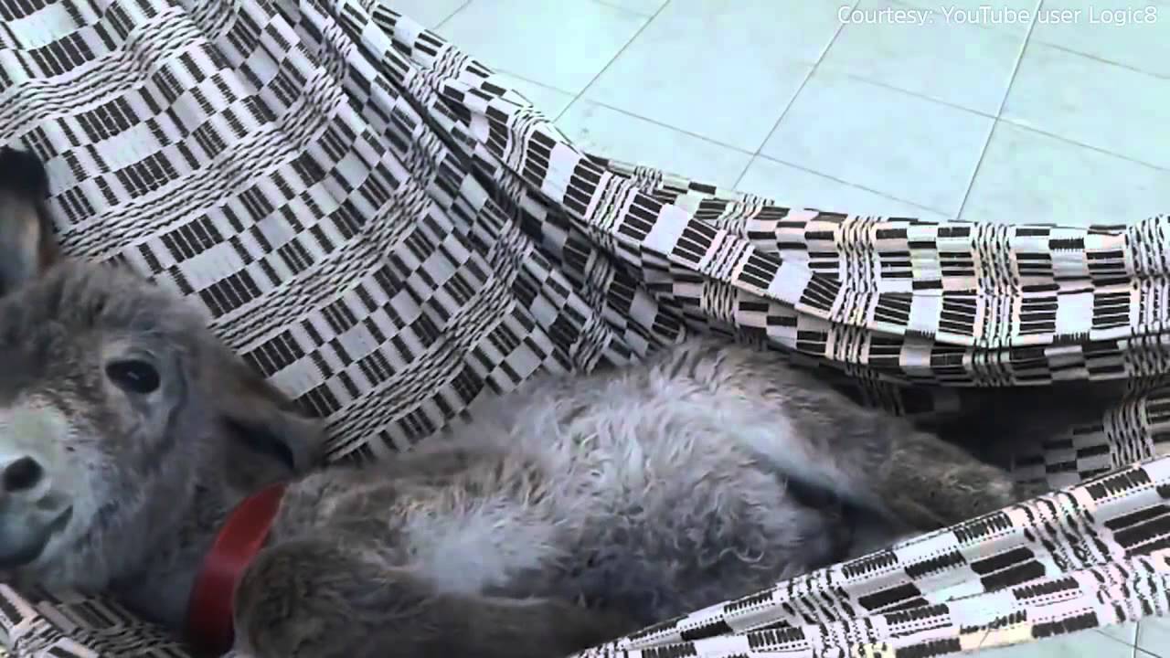 Detail Mini Donkey In Hammock Nomer 7