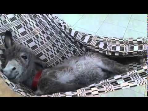 Detail Mini Donkey In Hammock Nomer 8