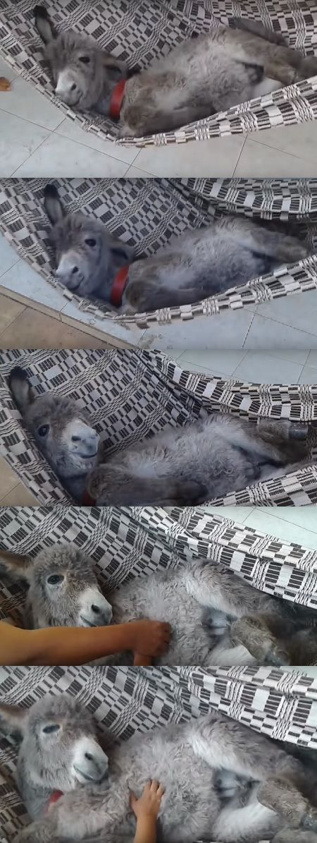Detail Mini Donkey In Hammock Nomer 9