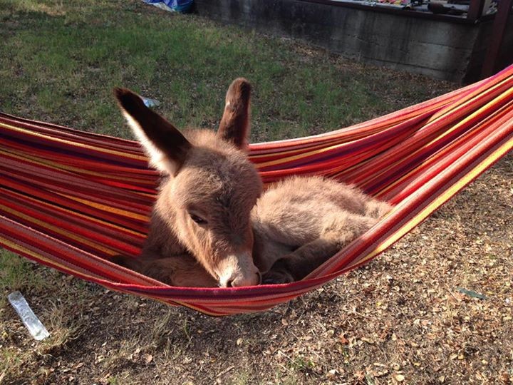 Detail Mini Donkey In Hammock Nomer 10