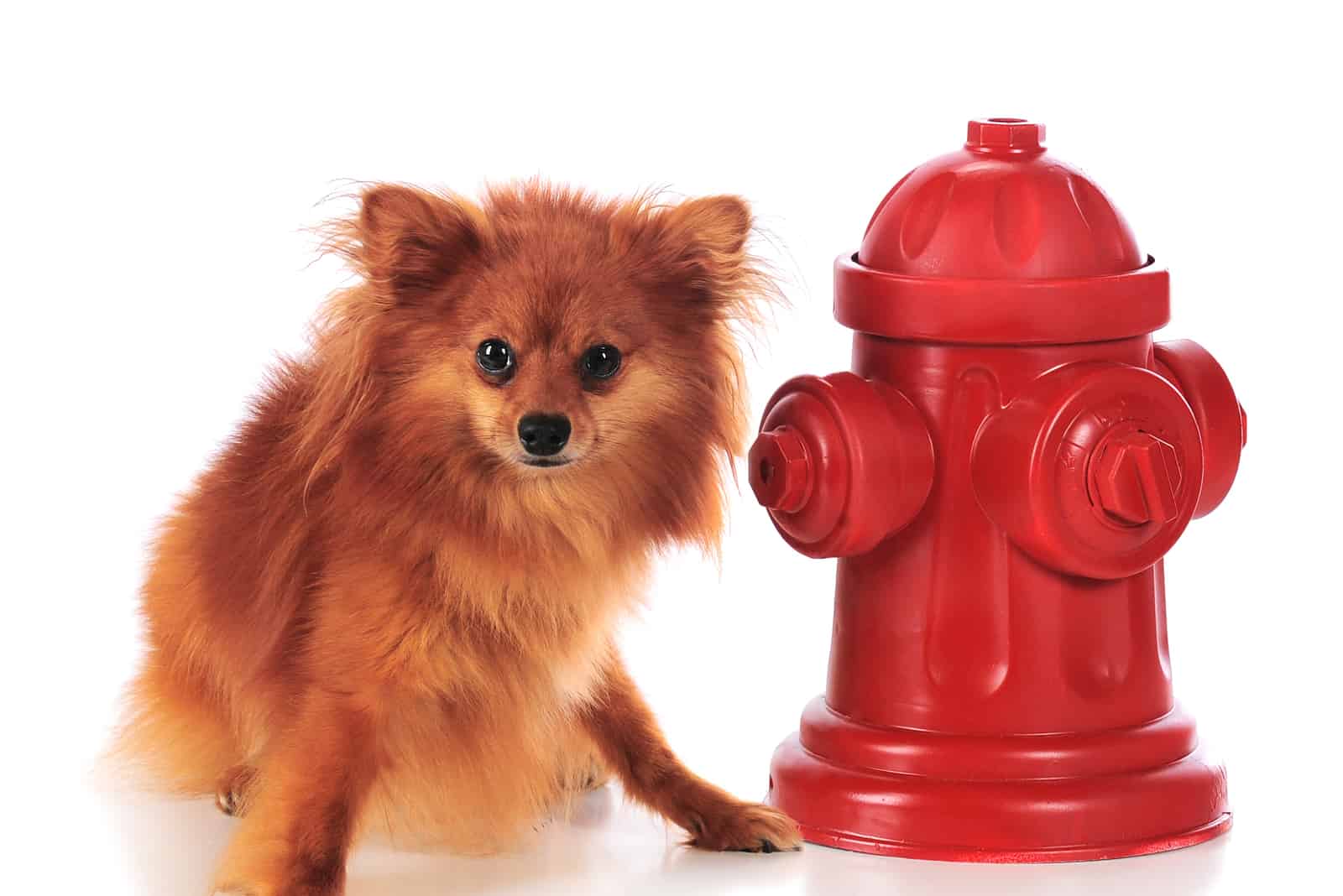 Detail Mini Fire Hydrant For Dogs Nomer 13
