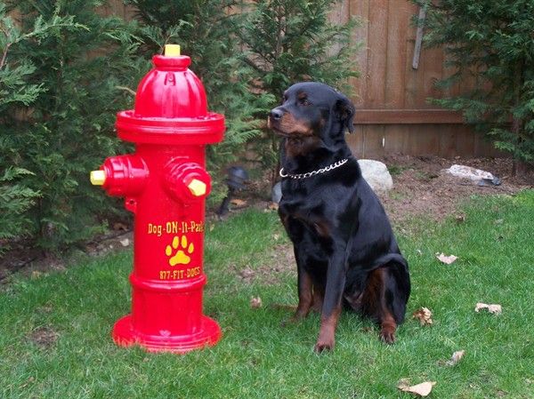 Detail Mini Fire Hydrant For Dogs Nomer 46