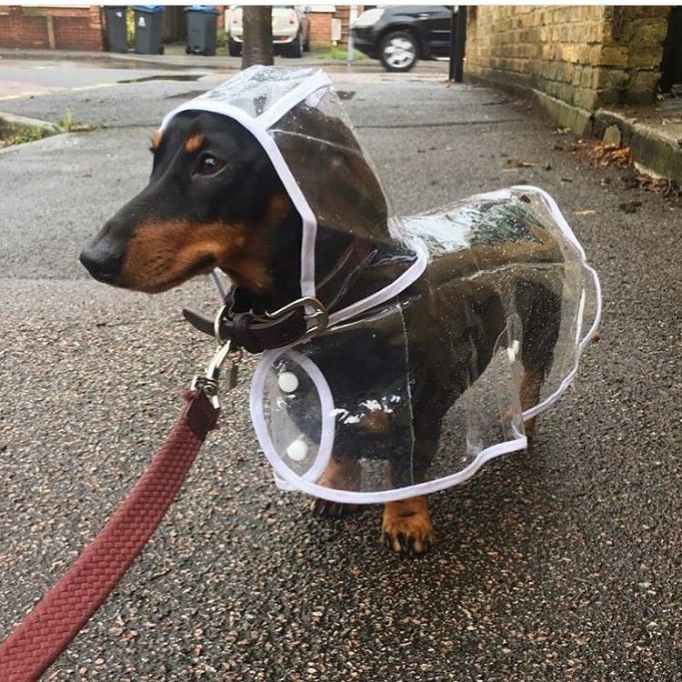 Detail Miniature Dachshund Raincoat Nomer 12