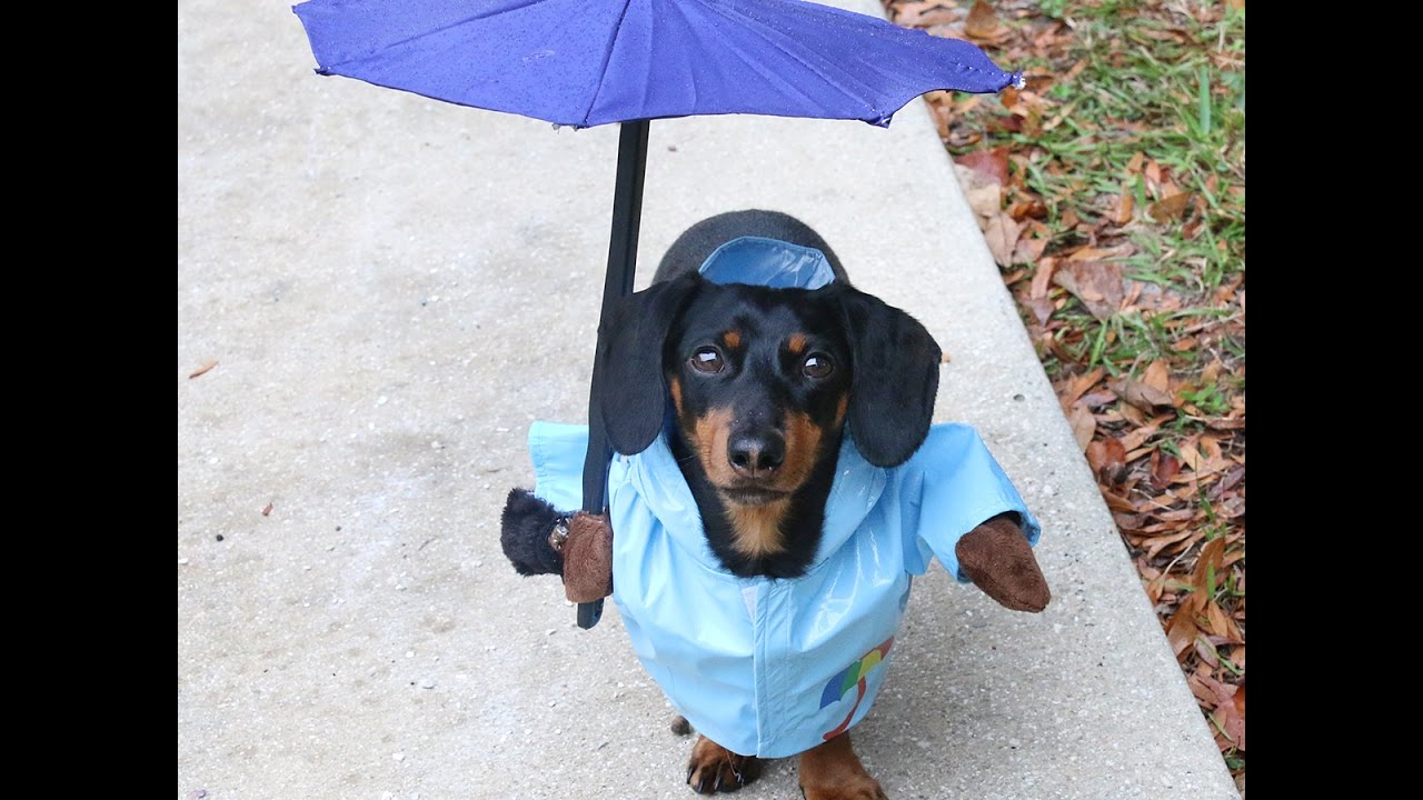 Detail Miniature Dachshund Raincoat Nomer 23