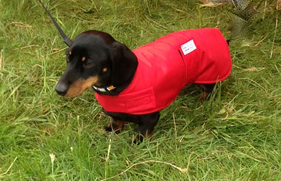 Detail Miniature Dachshund Raincoat Nomer 25