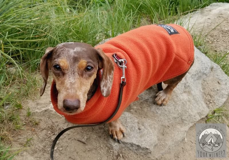 Detail Miniature Dachshund Raincoat Nomer 27