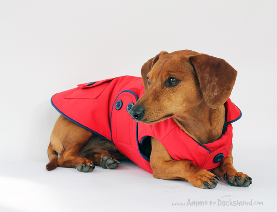 Detail Miniature Dachshund Raincoat Nomer 30