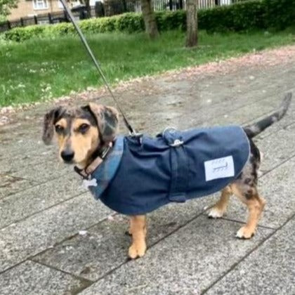 Detail Miniature Dachshund Raincoat Nomer 34