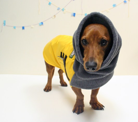 Detail Miniature Dachshund Raincoat Nomer 35