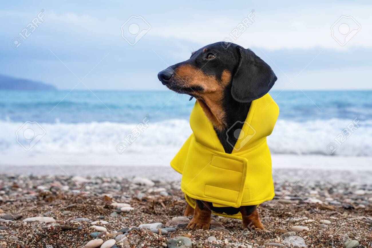 Detail Miniature Dachshund Raincoat Nomer 43