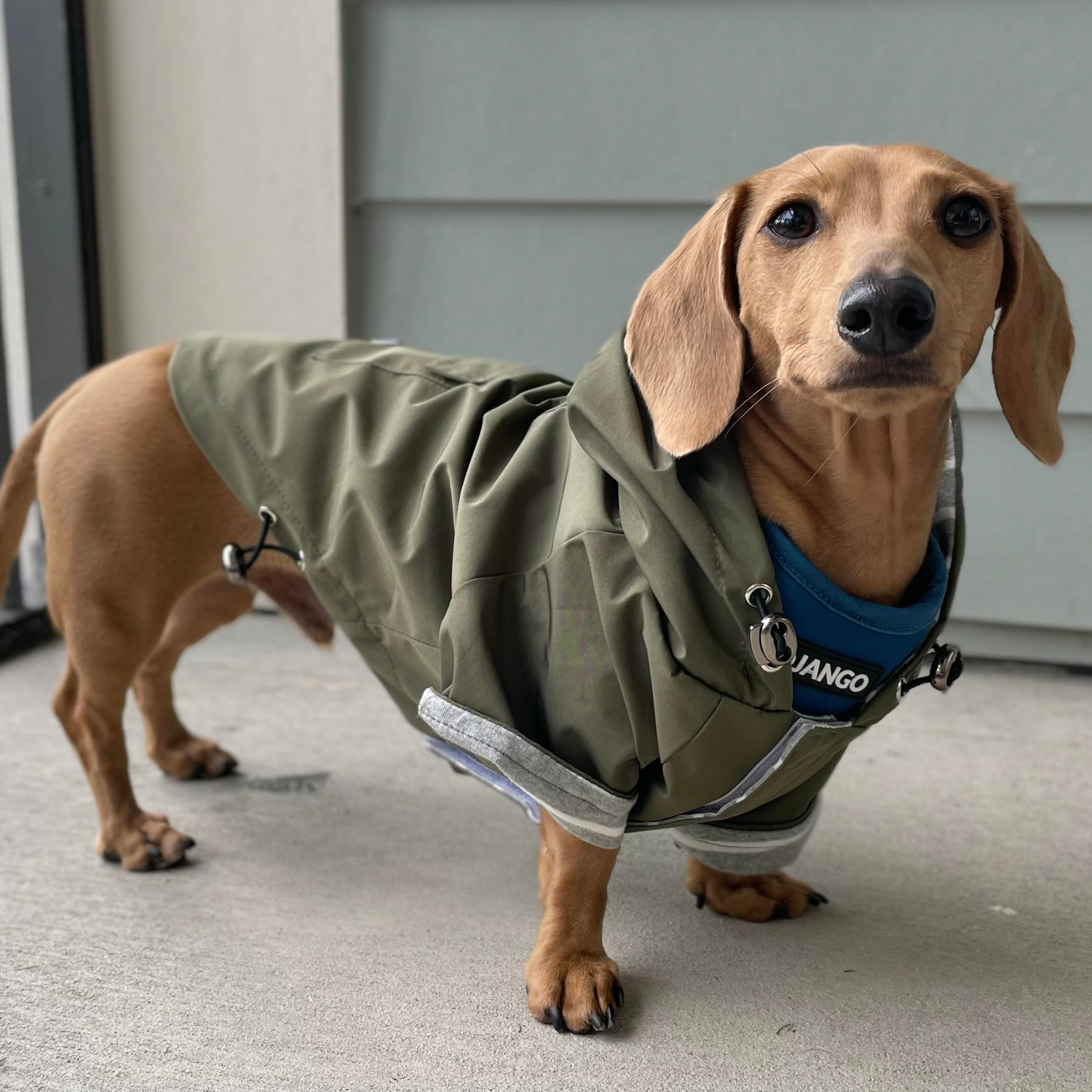 Detail Miniature Dachshund Raincoat Nomer 44